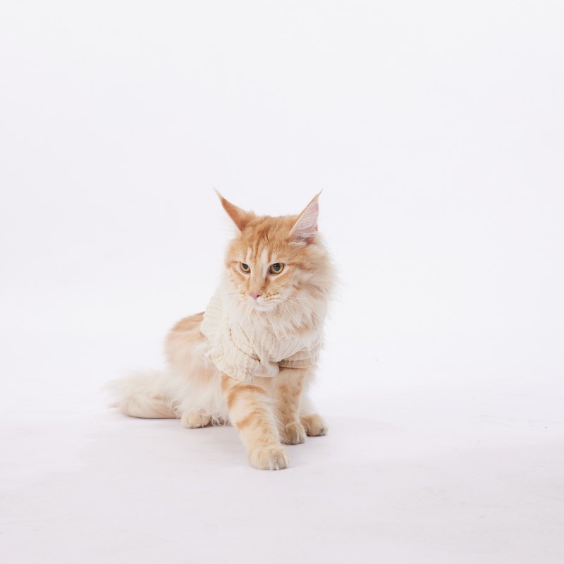 LUXE Series Winter And Autumn Essential White Knitted  Sweater For Pets Warm And Comfortable Clothing