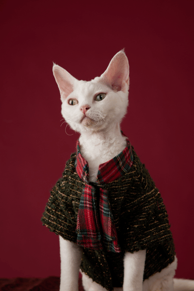 CHRISTMAS Series Bornown Green Tweed Dog Coat with Tartan Scarf – Holiday Luxury Pet Outfit